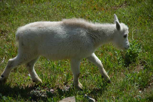 baby mountain goat on the Hidden Lake Trail